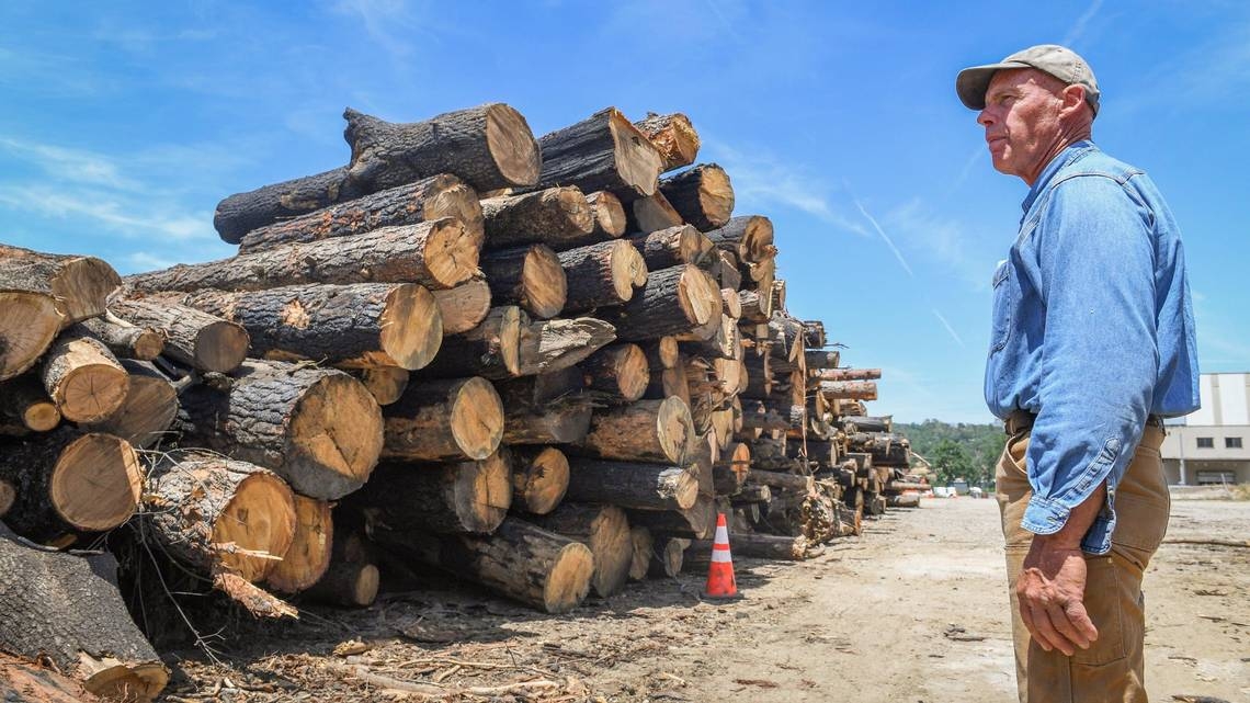 Logging isn't all bad, but Trump's order to boost timber harvest is troubling