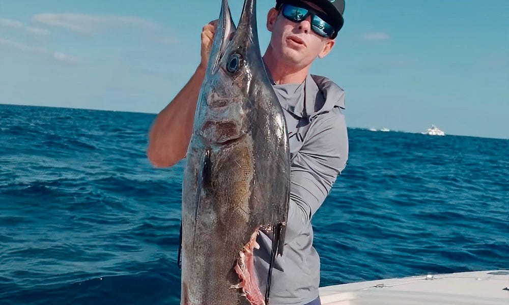 Bull sharks attack sailfish at boat, angler says Florida has 'real problem'