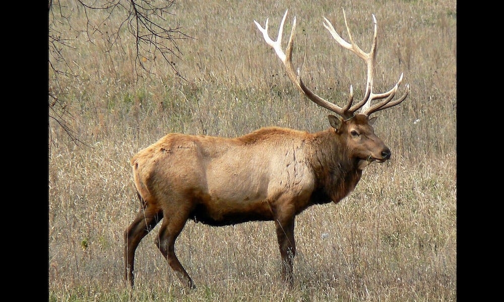 Two men convicted of wildlife killing spree after long investigation