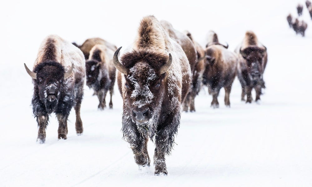 Bison 'thunder' through crowd of panicked Yellowstone tourists