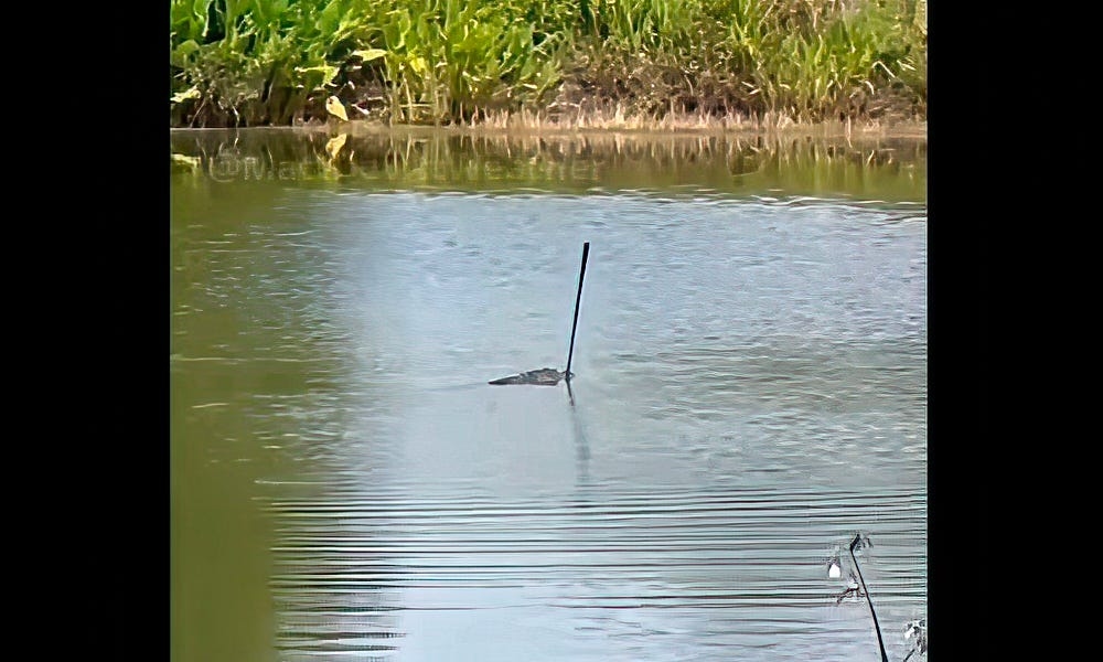 Alligator on Florida golf course takes victory lap with stolen club