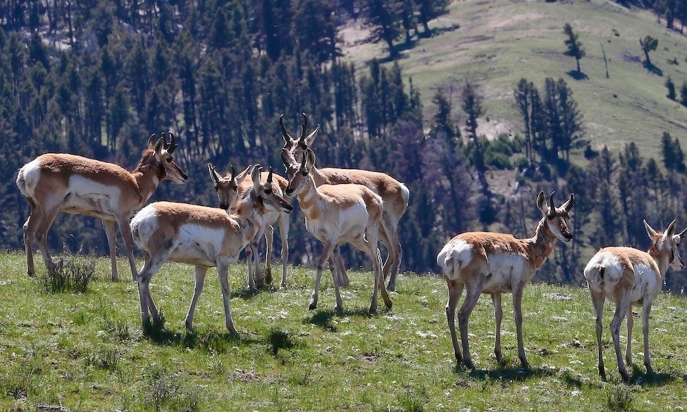 Yellowstone wolves ‘left in dust' while trying to catch speedy pronghorn