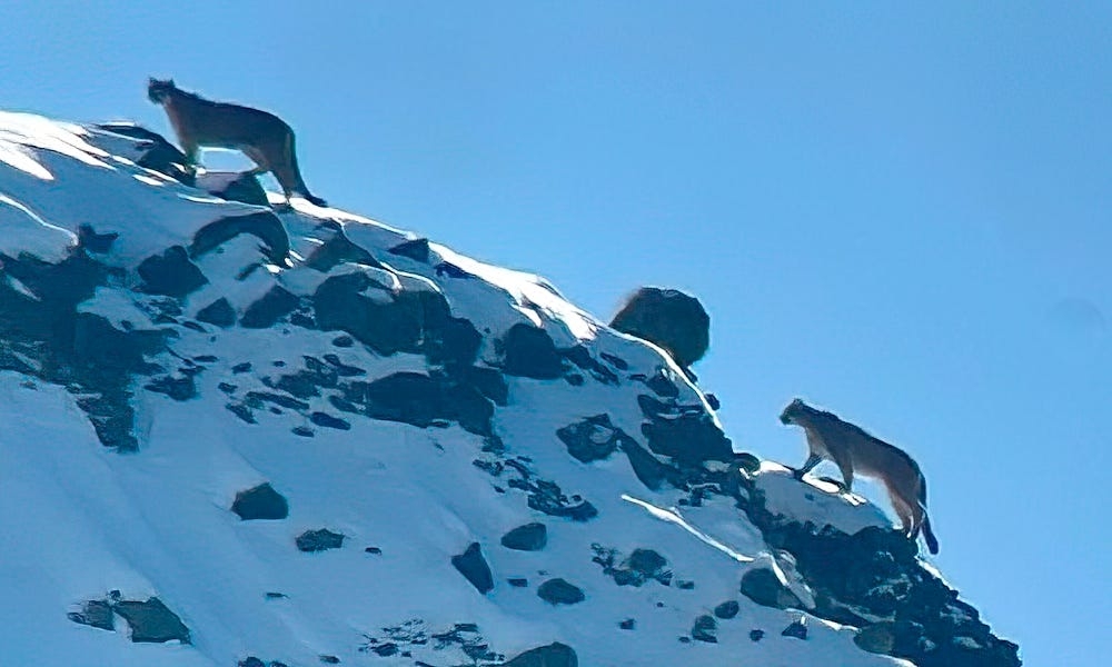 Yellowstone cougars 'saunter' across ridge in rare sighting