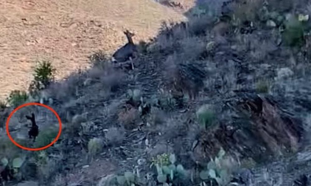 ‘Rarest of rare' animal spotted in Texas desert