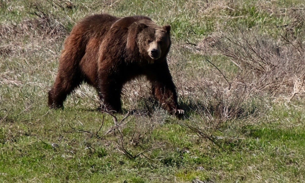 How fast is a grizzly bear? Video from Montana shows one at full speed