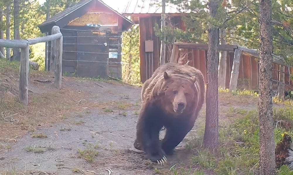 Massive grizzly bear receives shock of its life when trying to mark territory
