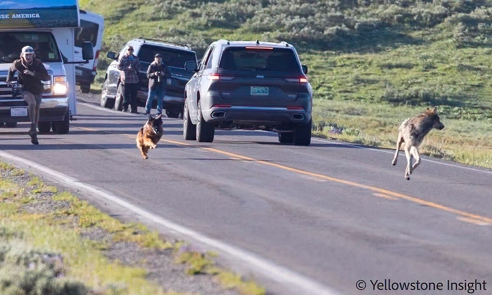 Tense moments as German Shepherd leaps from vehicle to chase wolf in Yellowstone