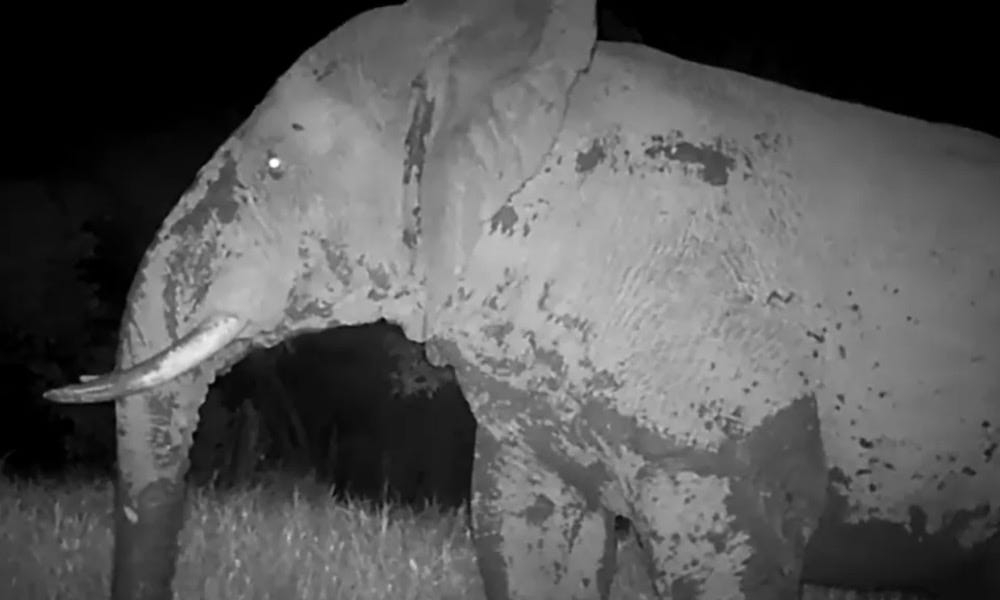‘Ghost elephant' seen for first time in years; is it a lone survivor?