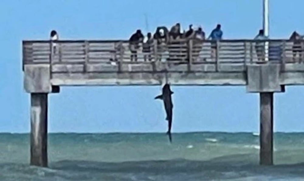 Fisherman photographs ‘craziest thing' seen on a fishing pier