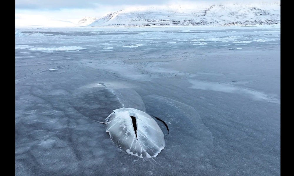 Bowhead whale cracks through ice in order to breathe