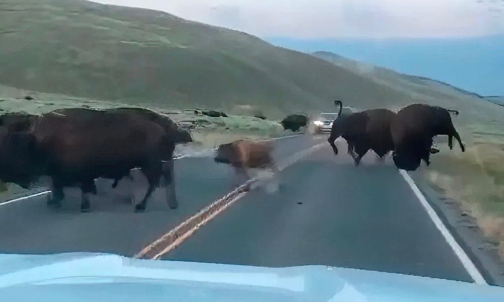 Yellowstone bison fight showcases awesome power of iconic beasts