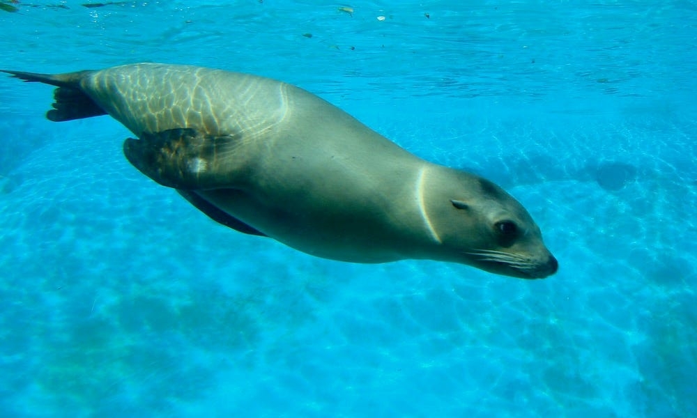 Spearfisherman's rare encounter with sea lion prompts full-water rescue