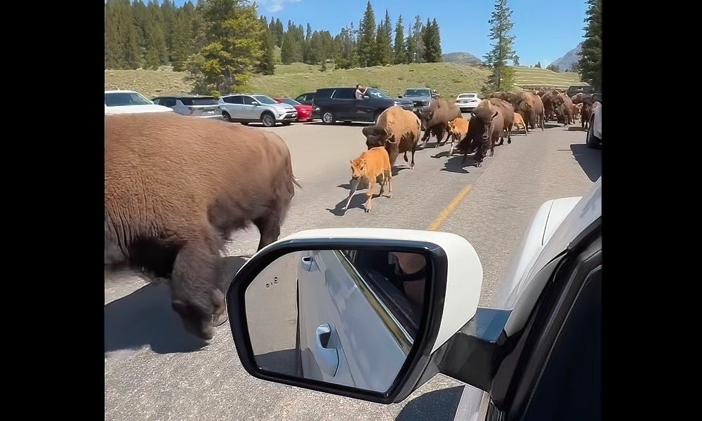 Bison stampede footage shows Yellowstone critters that are ‘born to run'