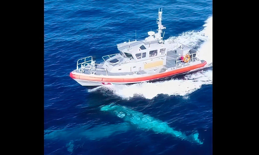 U.S. Coast Guard boat shown speeding over whales off California