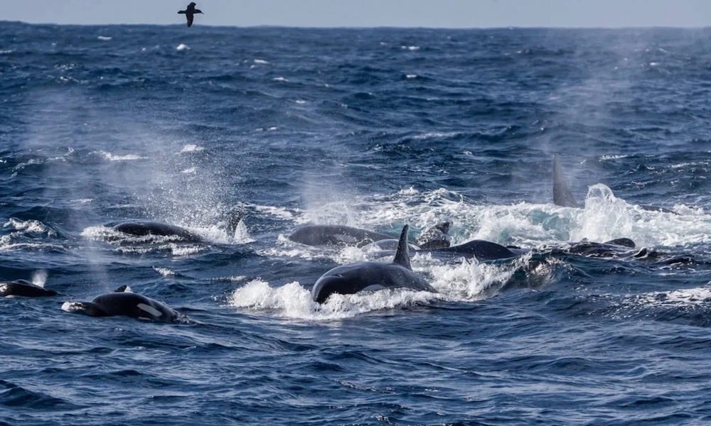 In rare sighting, 60 orcas attack the largest creature on the planet