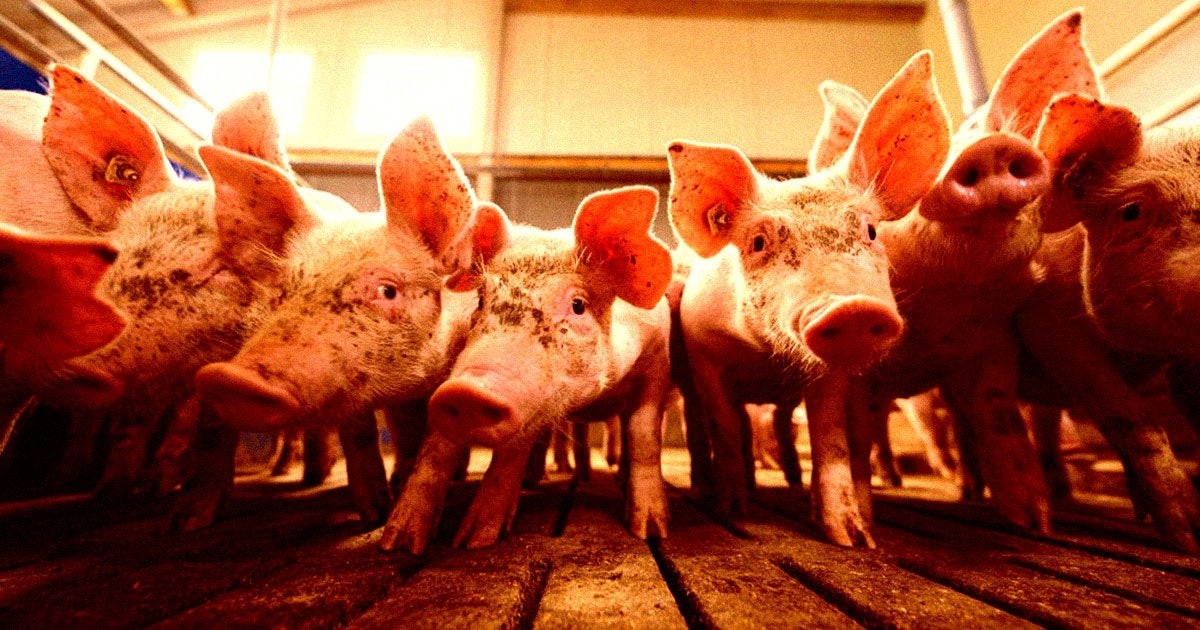 FDA Approves Gene-Hacked CRISPR Pigs for Human Consumption
