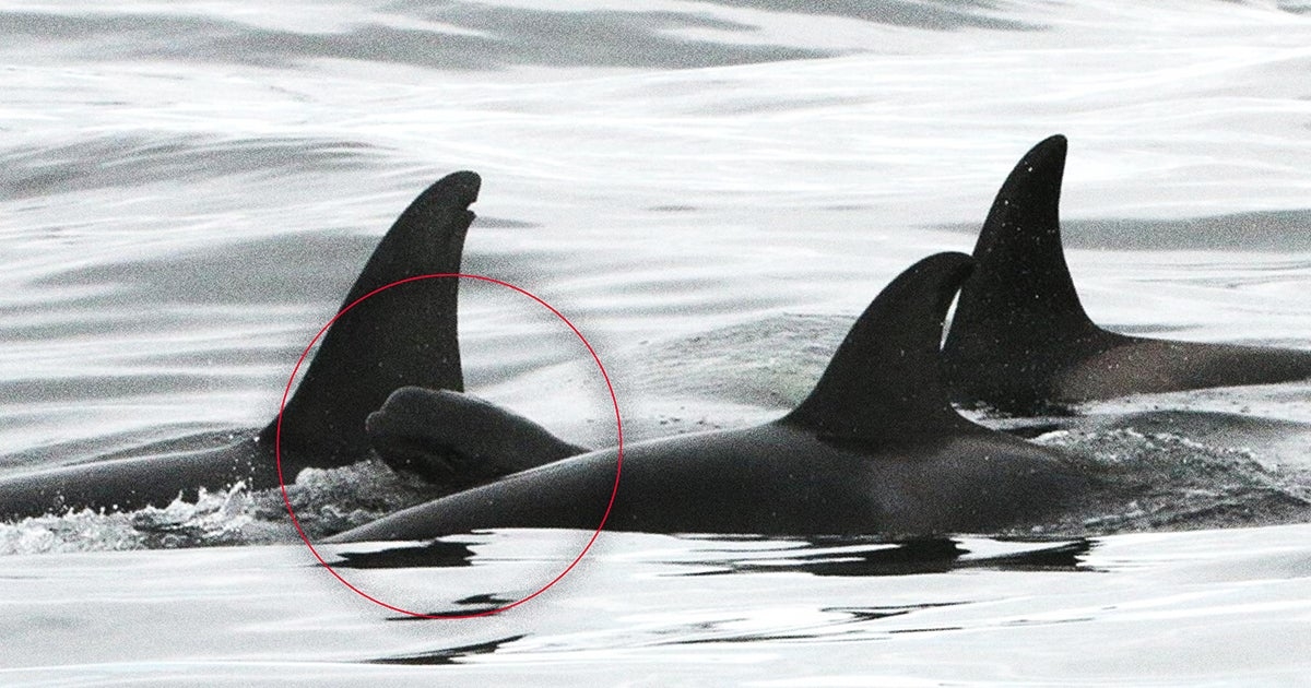 Benevolent Orca Pods Are Adopting Baby Pilot Whales in an Apparent Effort to Clean Up the Species' Image