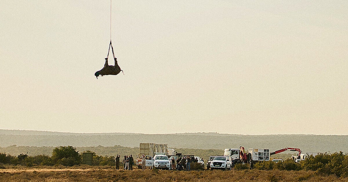 Behold This Bonkers Photo of a 2,800-Pound Rhino Dangling Upside Down From a Helicopter
