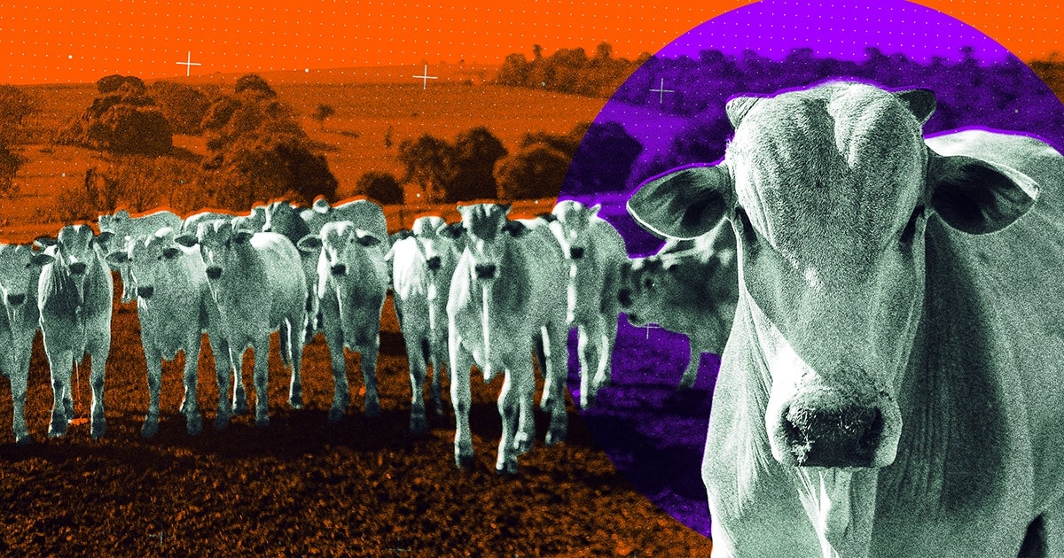 Brazilian "Supercows" Reportedly Close to Achieving World Domination