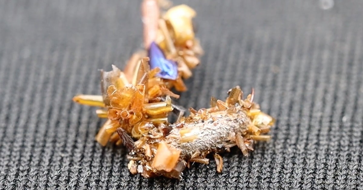 Extremely Metal "Bone Collector" Caterpillar Cloaks Itself in the Shattered Exoskeletons of Its Vanquished Foes