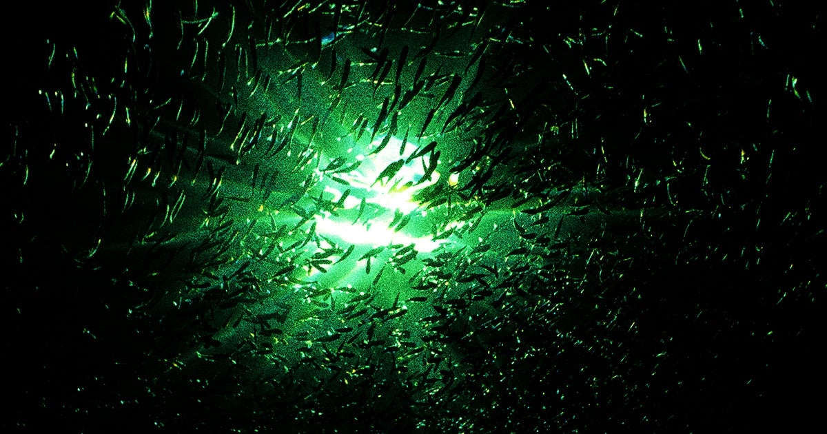 A Strange Darkness Is Spreading Throughout the Oceans