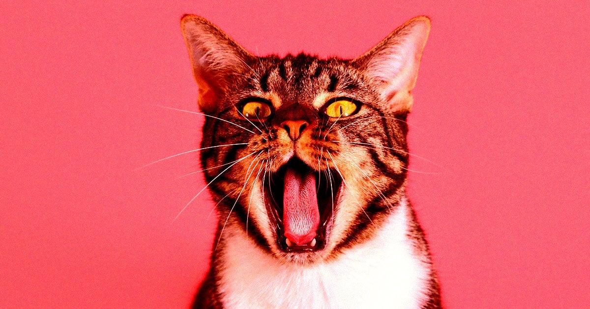 Chinese Tech Giant Wants to Translate Your Cat's Meows Using AI