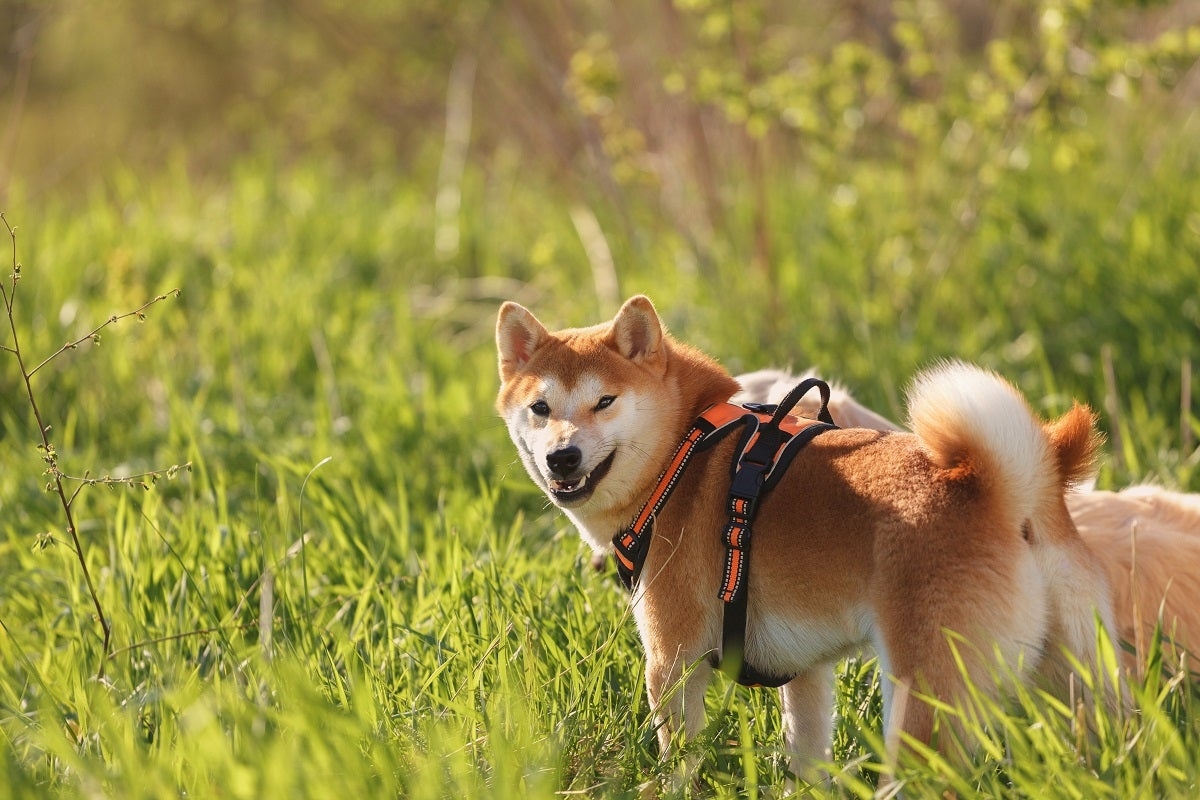 Elon and Trump's Breakup Results In Hilarious Consequences For Dogecoin