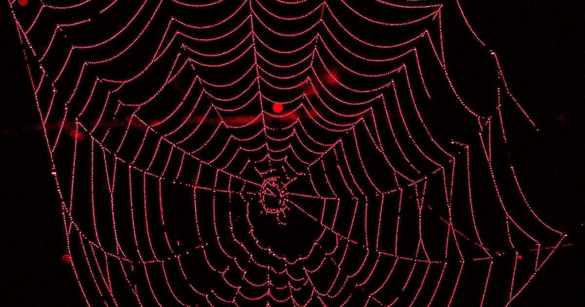 Scientists Gene-Hack Spider to Produce Bright-Red Silk