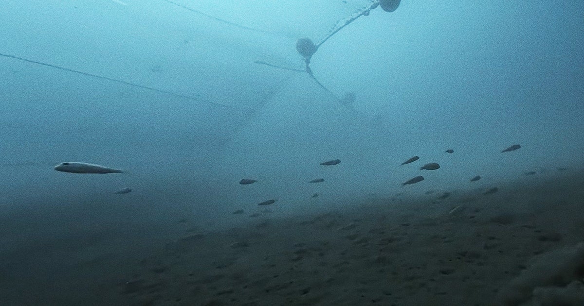 Heartbreaking Video Shows Fish Fleeing Huge Nets