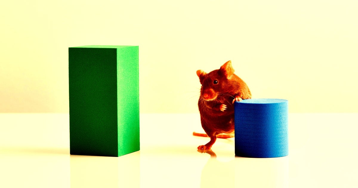 New "Brain Cleaning" Technique Improves Memory in Aging Mice