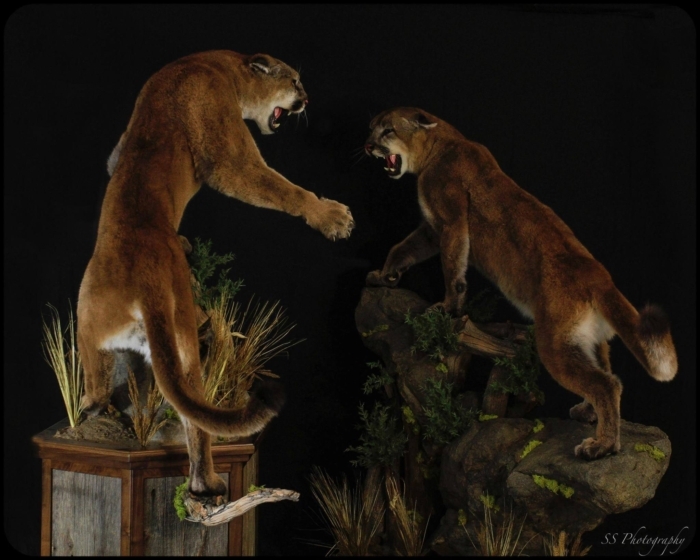 Taxidermists Linked in Idaho Trophy Poaching Scandal: Father-Son Business Charged