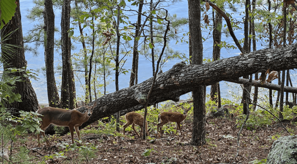 Georgia DNR officials outline plan intended to contain spread of ‘zombie deer disease'