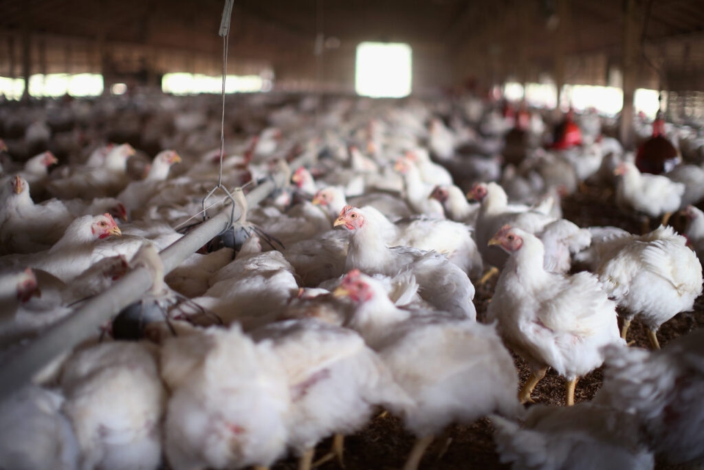 Want to minimize chance of contracting bird flu? Eat less chicken