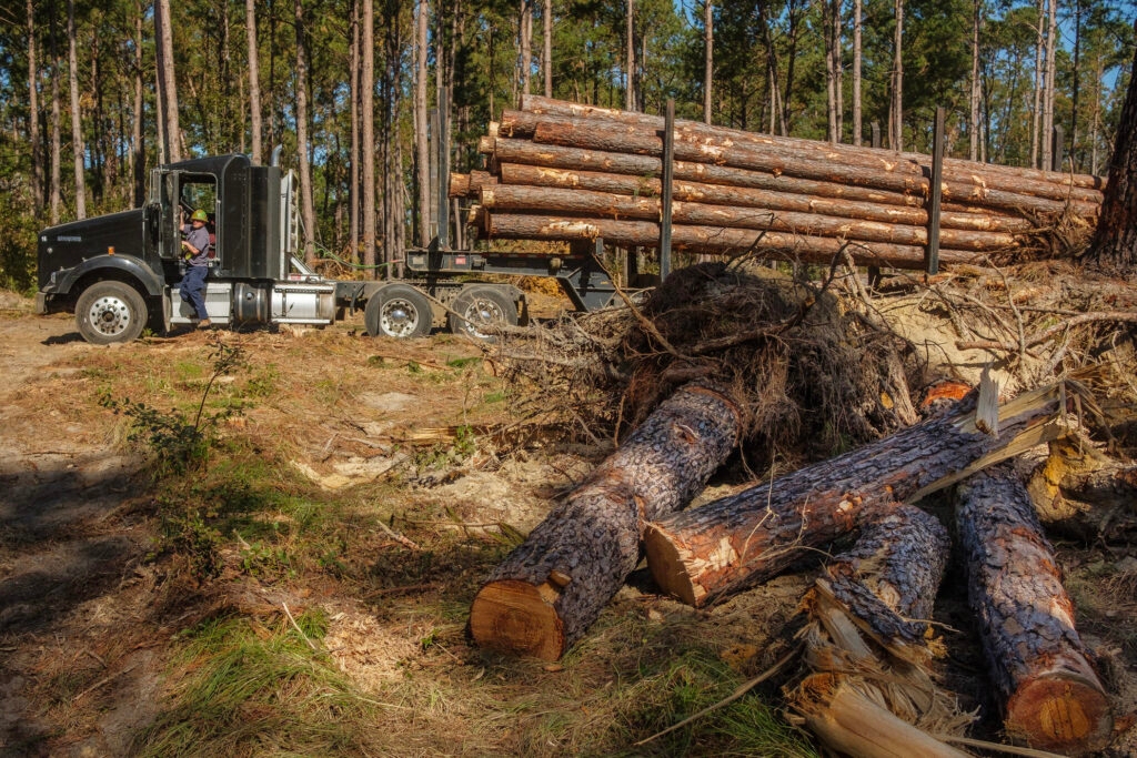 Georgia lawmakers advance tax breaks to offset hurricane damage for timberland owners