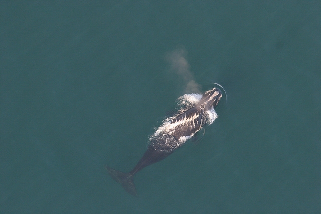 Endangered Right Whale, other flora and fauna get new look in 10-year Georgia wildlife plan update
