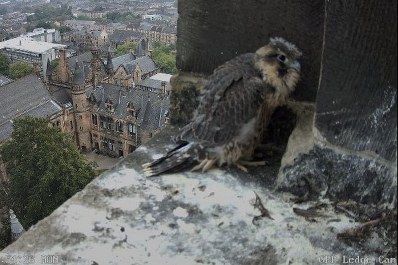 Glasgow falcon fledgling ‘seriously unwell' as concerning update issued