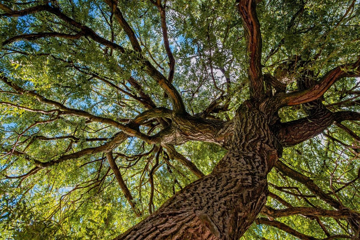 Number of trees planted across Glasgow since 2021 revealed