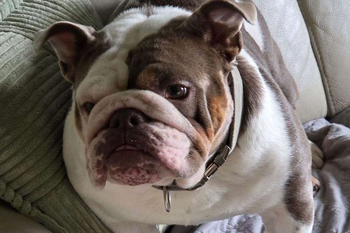 Police called as devastated family's dog dies during heatwave