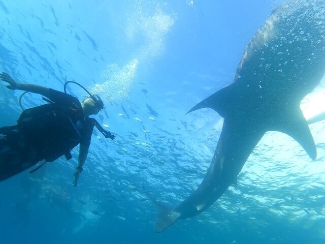 Mother Ocean Fund Launches a Purpose-Driven App for All Scuba Divers