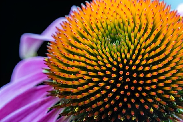 American Botanical Council Acquires Full Rights to Steven Foster Photo Library