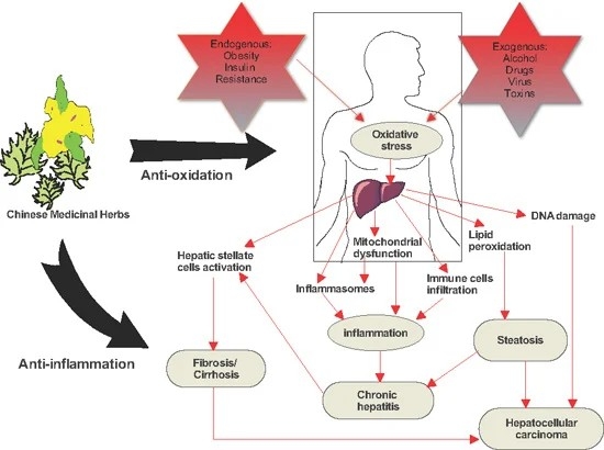 Hepato Burn Reviews and Complaints (CRITICAL INVESTIGATION) With Hepato Burn Speed up Calorie Burning