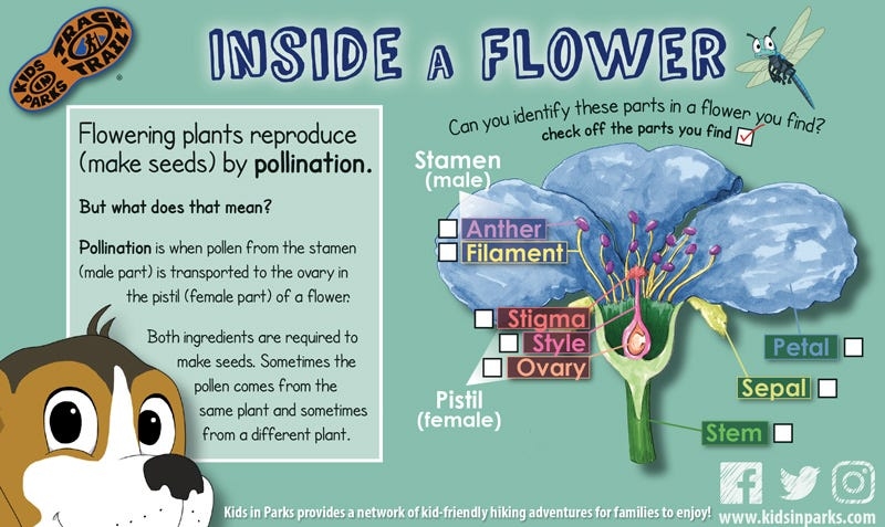 Tracktivity: Inside a Flower
