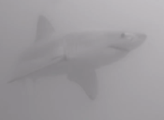 Great white shark caught on video by FWC off Florida coast in 'rare but thrilling' sighting