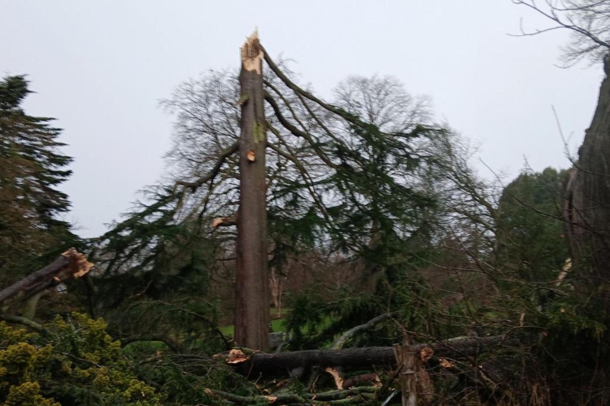 Storm Éowyn causes 'severe damage' at Royal Botanic Garden Edinburgh