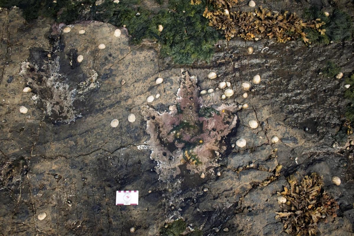 Footprints reveal T. rex ancestors mingled on Scottish island