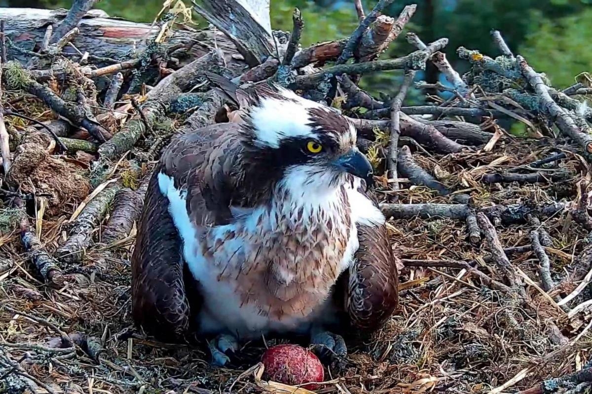 Breeding ospreys lay egg for the first time this year