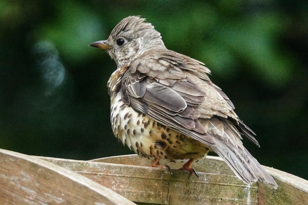 'Windswept' red-listed bird visits county garden
