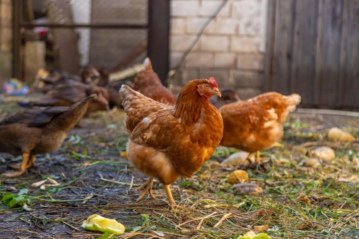 Update issued to bird flu rules for farmers and poultry keepers