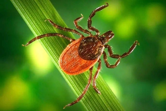 Northeast tick season approaching record highs in ER visits for early May