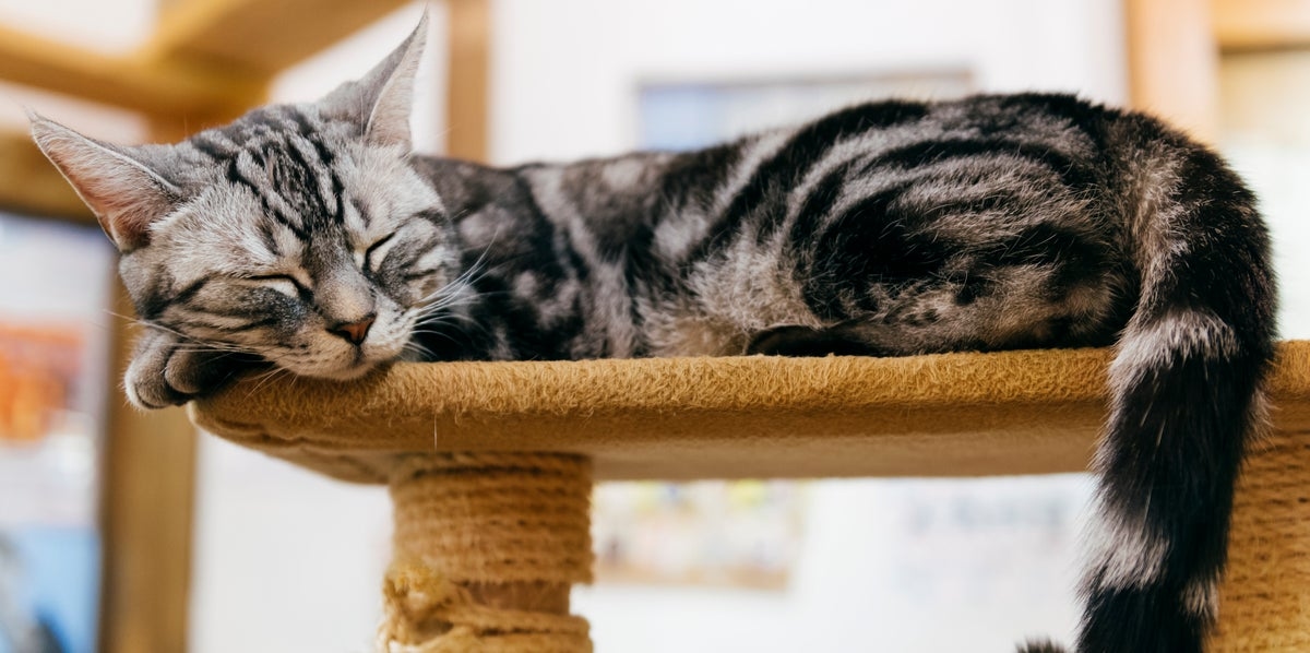 Cat Trees Are Actually Really Important For Cats' Well-Being, According To A Behaviorist